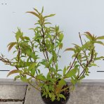 Drieň výbežkatý (Cornus sericea) ´Kelseyi´ – výška 30-40 cm, kont. C1,5L